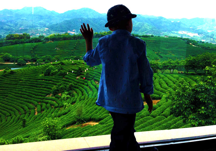 旅拍永福高山茶种植基地 一抹苍翠描摹了荒野