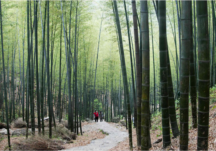 桂林六塘船岭竹海，天上人间一尘不染