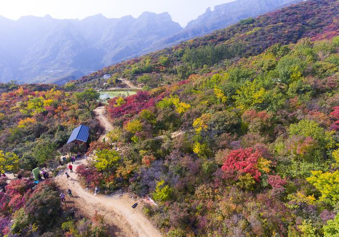 走，到桃叶谷姥姥家看黄栌花开