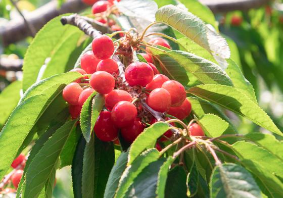 摘樱桃去喽！通州西集大樱桃采摘开园啦