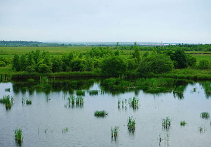 旅拍伊春新青国家湿地：沼泽遍野 翠绿满目