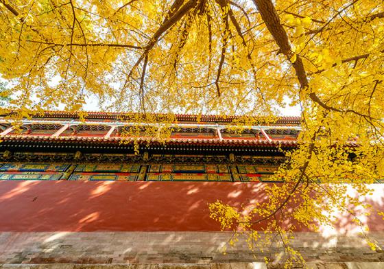 天朗气清，红墙黄叶，故宫的深秋太美了！还有600年大展等你看
