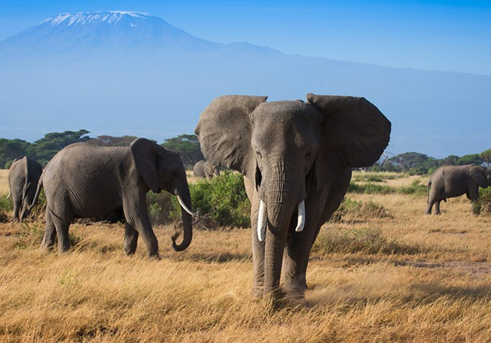 色霞光与倾盆大雨，都是肯尼亚的叙事