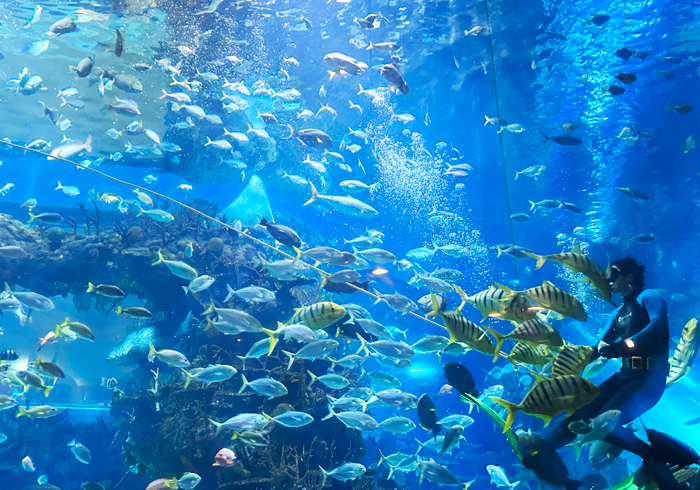 北京海洋馆：海底世界里有灵魂的潮声