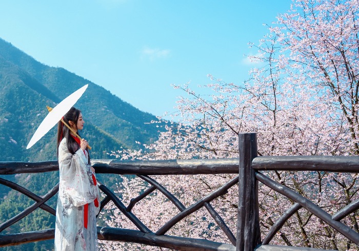 杭州天子地的野樱花盛放，是踏青赏樱好