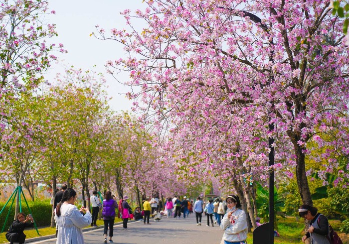 走进广州梦幻紫荆花海，遇见春天的美好