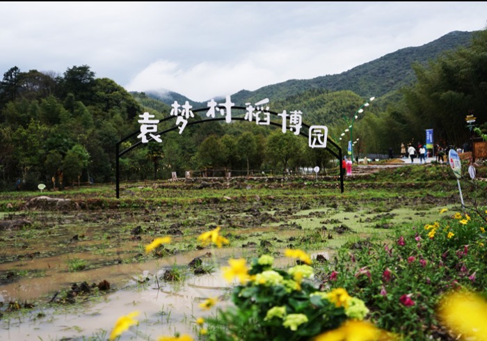 上杭县古田袁梦村，闽西深山的孤村有禾下乘凉梦，有竹林清溪欢