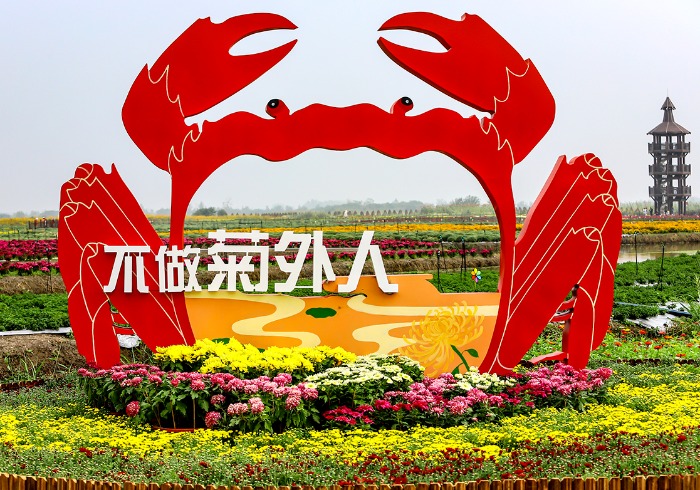 小长假到兴化品蟹赏菊看《一念千垛》尽享秋色盛宴