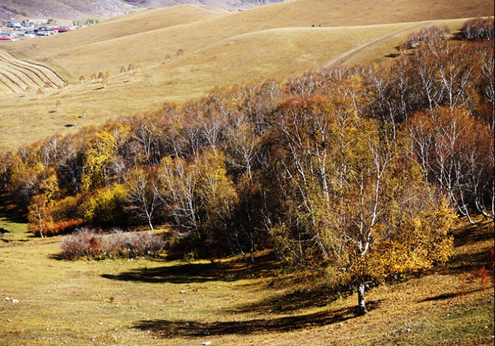 张北坝上草原，这是很多人喜欢的秋天吧