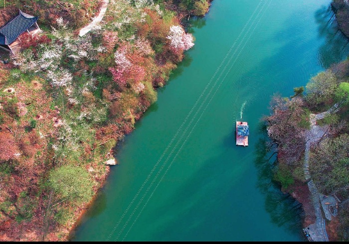 春游踏青好去处 清凉寨：左手樱花浪漫