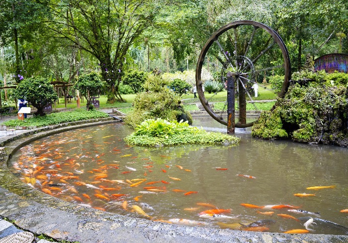 瑞丽莫里热带雨林，一场都市之外的仙境漫游