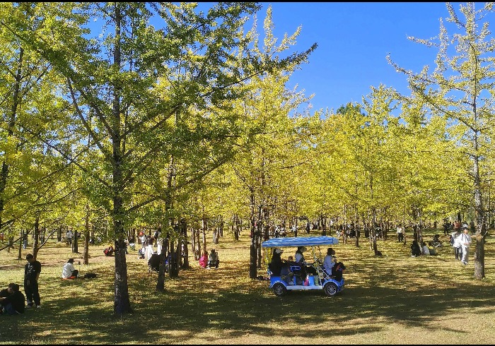 腾冲银杏村，千年古树里的烟火与诗意