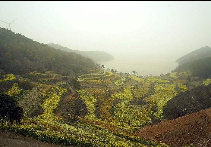 钱仓寻春，山海花田赴一场花朝之约